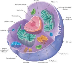 02_01-animal-cell