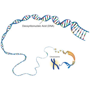 dna_deoxyribonucleic_acid_lg