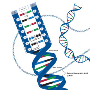 dna_deoxyribonucleic_acid_lg_adv