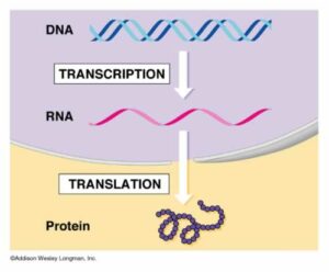 transcrtransl