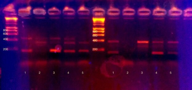 PCR product glows on an agarose gel